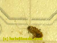 /home//u458753944/public_html/sourcegallery//Insects and small critters/roaches (Blattodea)/DSCN1963.JPG
